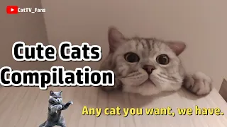 Cute Cat Moments🐈Cute Cats Compilation🐈Popular Cat Videos❤️Best Compilation-Ep01