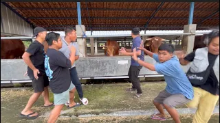 SAPI NGAMUK !!! -  SURVEI SAPI DI SAWO JAJAR FARM UNTUK QURBAN TAHUN INI 🤲🏻🫶🏼✅