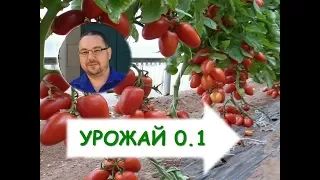 Как вырастить томаты ( помидоры) в теплице? Выращивание томатов  в теплицах
