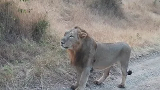 Lion Sighting @GirNationalpark