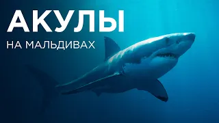 Акулы. Trip expert Михаил Карпович ( Mikhail Karpovich )