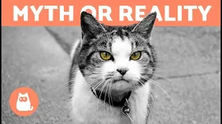 Can Cats Protect Against Negative Energy? - Myth or Reality