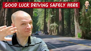 This highway is unlike any other! | Avenue of the Giants