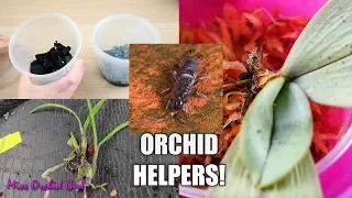 The Orchid helpers you didn't know you had - Starting a Springtail colony!