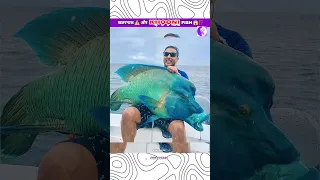 खतरनाक ⚠️Giant Fish 😱⁉️ #shorts#youtubeshorts#viral#trending#funny#animals#fish#india#new#fun#top