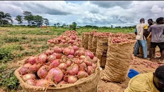 Onion Farming | Modernized Way of Growing Onions From Nursery to Harvesting #onions #onion