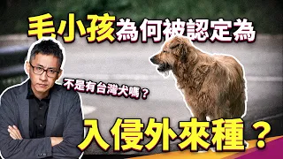 遊蕩犬其實過得並不好！為狗狗與野生動物請命，動保與野保該怎麼面對問題？