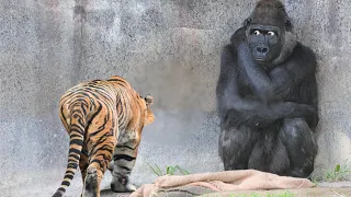 30 Times Animals Messed With The Wrong Opponent