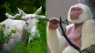 Top 5 Coolest ALBINO ANIMALS Ever Found