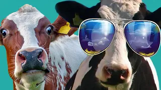 FUNNY COW DANCE 4 │ Cow Song & Cow Videos (Crazy Official Music Video)