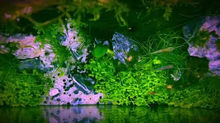 1st 45p Tank Cinematic Aquascape