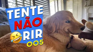 Cães e Gatos Fazendo Coisas Engraçadas - Tente Não Rir