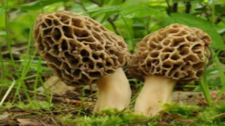 How to Grow Morel Mushrooms in your yard  -  Success    I grew Morel Mushrooms in my yard