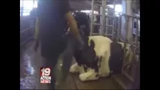 NEW INFO ON HIDDEN CAMERA INVESTIGATION INTO DAIRY FARM