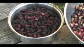 Mulberry Harvest
