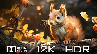DOLBY VISION 12K HDR 60FPS - Animal World - Relaxing Piano Music with Nature Sounds