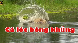 Hành trình săn cá lóc bông khủng hugo tập 1