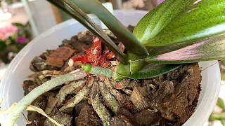 care and stimulation of orchid roots babies on a stump