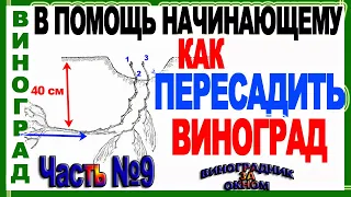 🍇 2 идеи! Как грамотно пересадить куст винограда на новое место. Школа виноградаря. Часть №9.