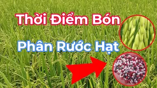 BÓN RƯỚC HẠT CHO LÚA GIAI ĐOẠN NÀO | rước hạt có giúp tăng năng suất | nguyễn tới st