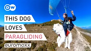 "Paragliding with my dog healed my depression" - Owner takes his pet sky high