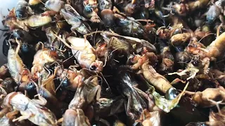 Wow! Delicious Food - Fried Crickets