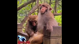 #shorts  Female Monkey Got shocked By Watching d*** of Male Monkey