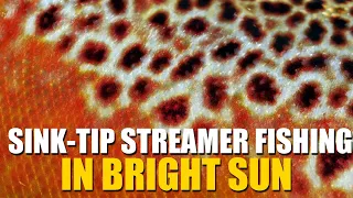 Sink-Tip Streamer Fly Fishing in BRIGHT SUN & Low Clear Water. How to Catch Brown Trout on Streamers