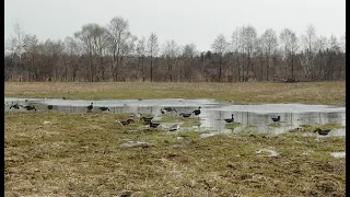 Охота на гуся. Проверяем зеркальный скрадок, как его увидит гусь с неба.