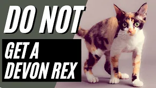7 Reasons You SHOULD NOT Get A Devon Rex Cat