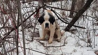 Привязанный к дереву пёс уже съел всю кору, пытаясь выжить, пока его не увидела она