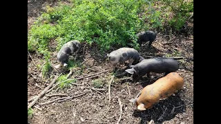 Silvopasture Pigs During the Rainy Season!