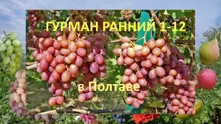 @Виноград 2018  Виноград Гурман ранний  Отзыв о винограде