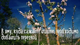 Вишня как правильно ухаживать за ней, чтобы получить богатый урожай