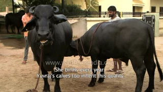 Million Dollar Bull - Asia's most expensive bovine!