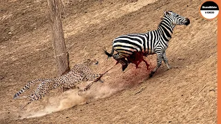 From Crocodile To Cheetah Attack, The Unluckiest Zebra On Earth