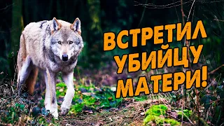 Охотник стал прощаться с жизнью, увидев сына волчицы, которую он убил! | Удивительная история