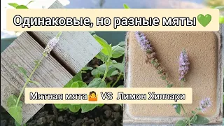 Сладкий лимон Хиллари VS какая-то новая мята ?