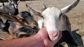 Baby Goats are super curious!