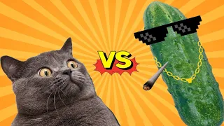 🤣🐈😽TRY NOT TO LAUGH!!! 🐈Cats vs Cucumbers Compilation Funniest Moment When Cat Scared