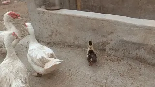 Abandoned Duckling,Mom and dad don't want to babysit.Duckling
