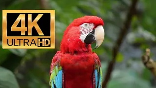 4K 10 Bit Color Amazing African Birds - African Wildlife Video - 10 HRS Beautiful Bird Sounds