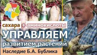 #7 Управляем развитием растений. Роль сахарозы и аминокислот. Наращиваем корни! Опыт Б.А. Бублика