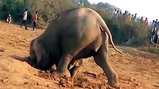 Слониха 11 часов рыла яму в земле. Вы будете потрясены, когда узнаете зачем!