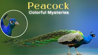 Peacock Wonders: A Dive into Their Vibrant World