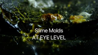 Slime Molds Time Lapse An Eye Level View