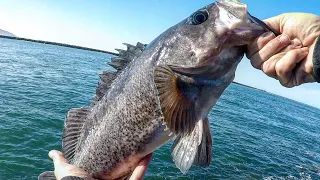 My GO-TO Rock Fishing Rig {BIG} RockFish Jetty Fishing ~ Oregon Coast Fishing