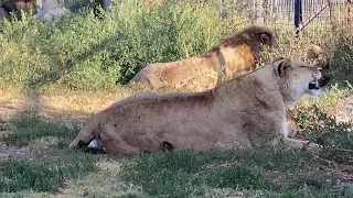 Лев Гек гоняет Стервулю , у Клавы ПРОДОЛЖАЮТСЯ СХВАТКИ !