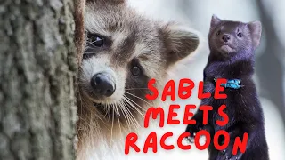 Buddy the sable meet Sherlock the raccoon