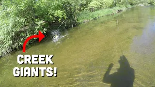 This is WHY I fish Creeks in Ohio!